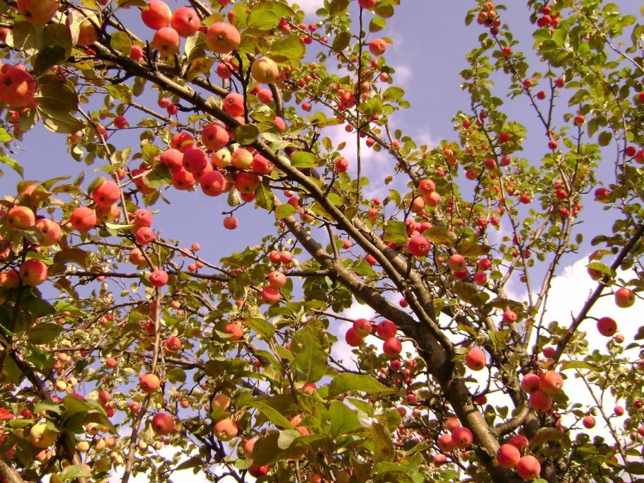 Яблоня Сахалинская