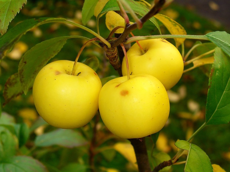 Яблоня Дикая Malus Sylvestris