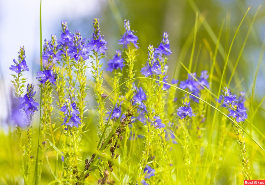 Полевые цветы Якутии