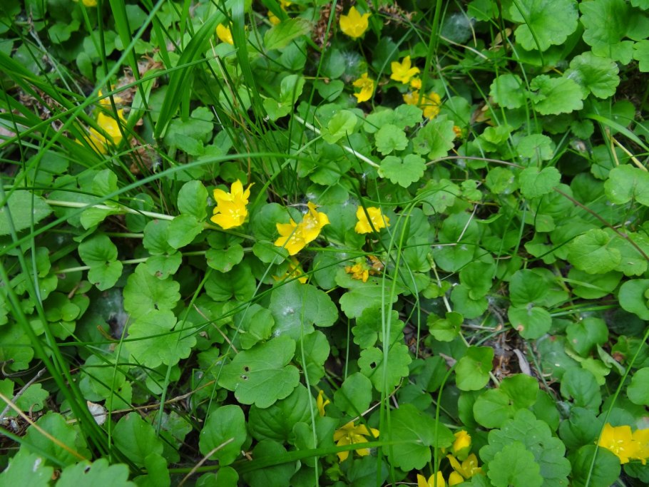 Вербейник монетчатый Луговой