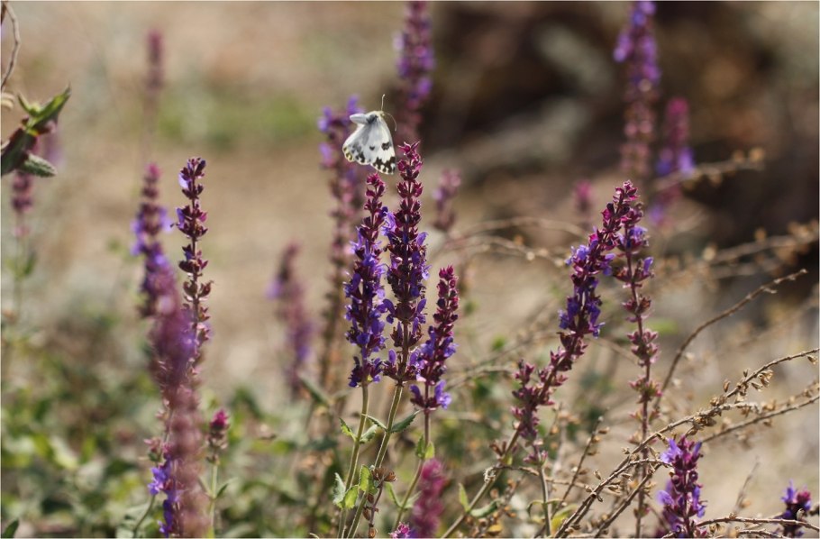 Шалфей Луговой в степи