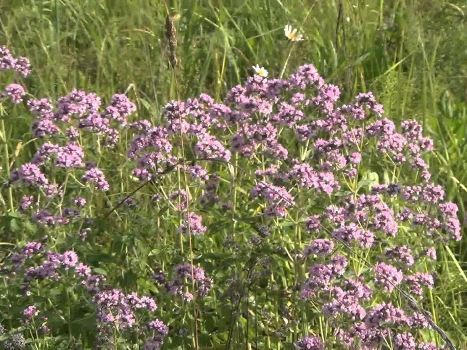 Душица трава Башкирия