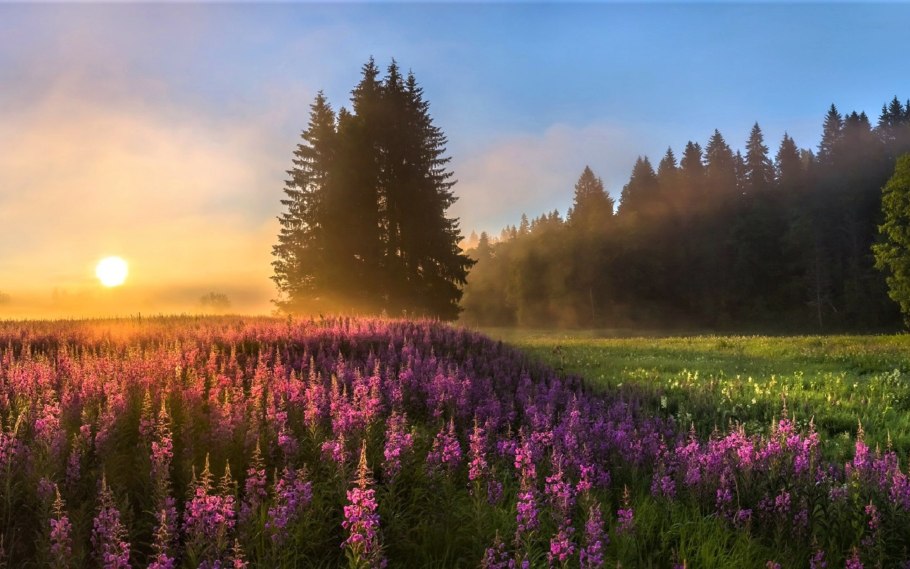 Лето утро красота