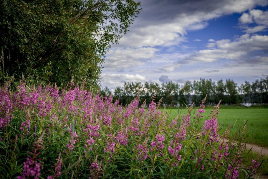 Кипрей Луговой