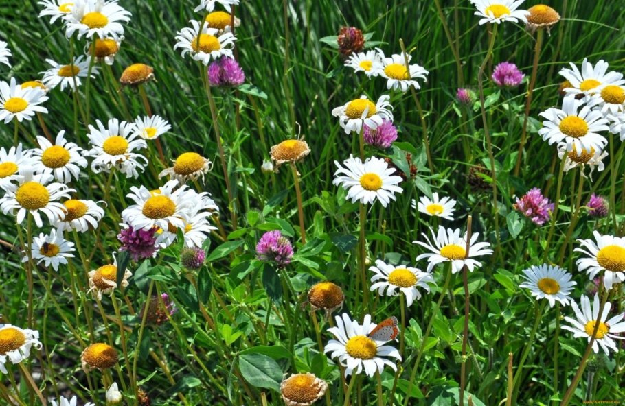 Луга с ромашками и клевером