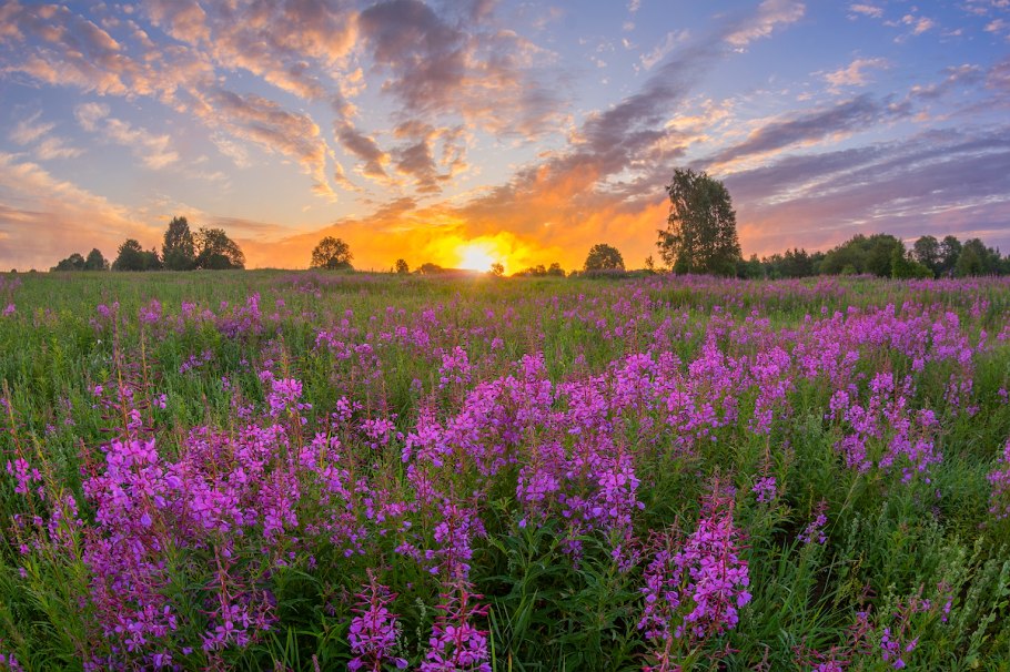 Иван чай нецветущий