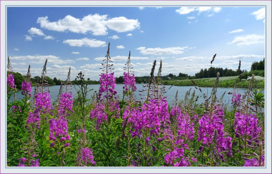 Карелия озера Иван чай