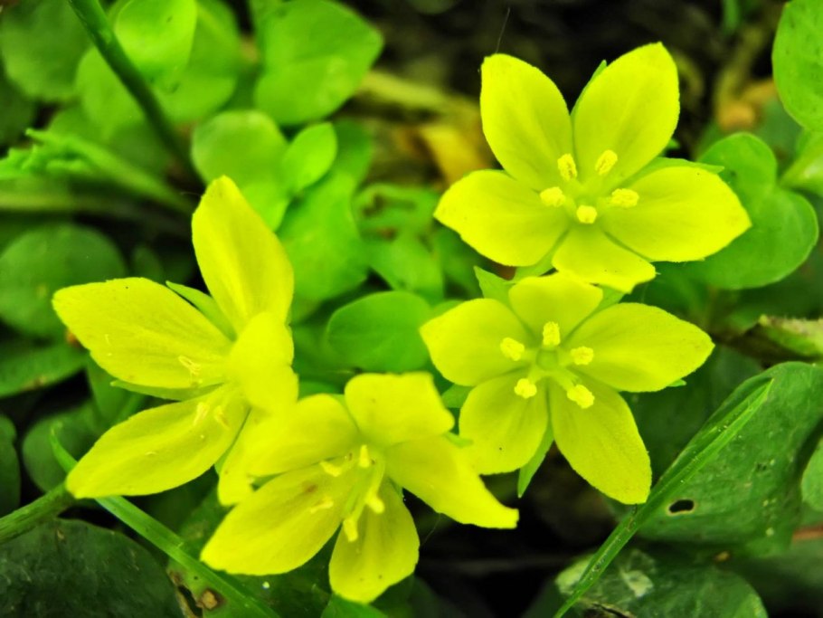 Вербейник монетчатый Луговой