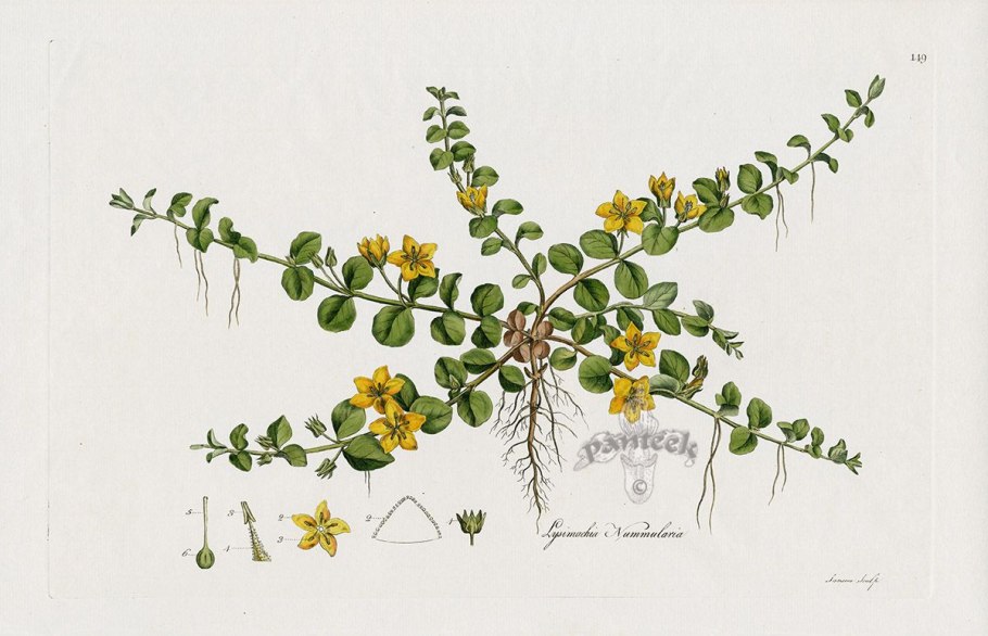 Вербейник монетчатый корни