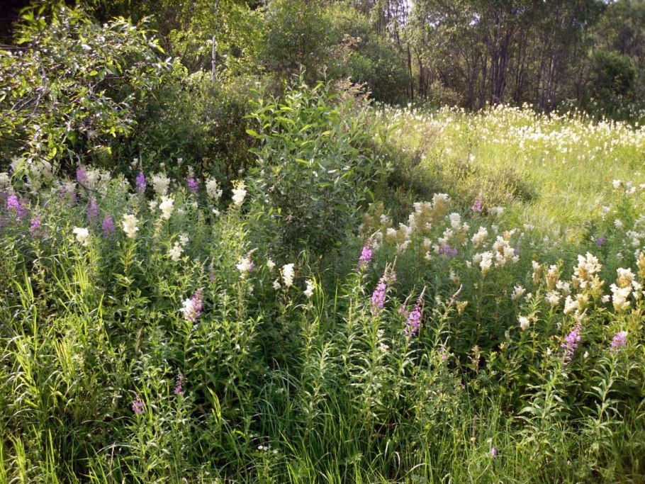 Лабазник полевой чай