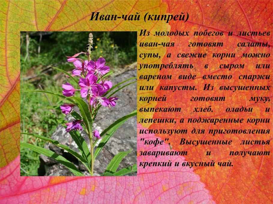 Рассказ о цветке Иван чай