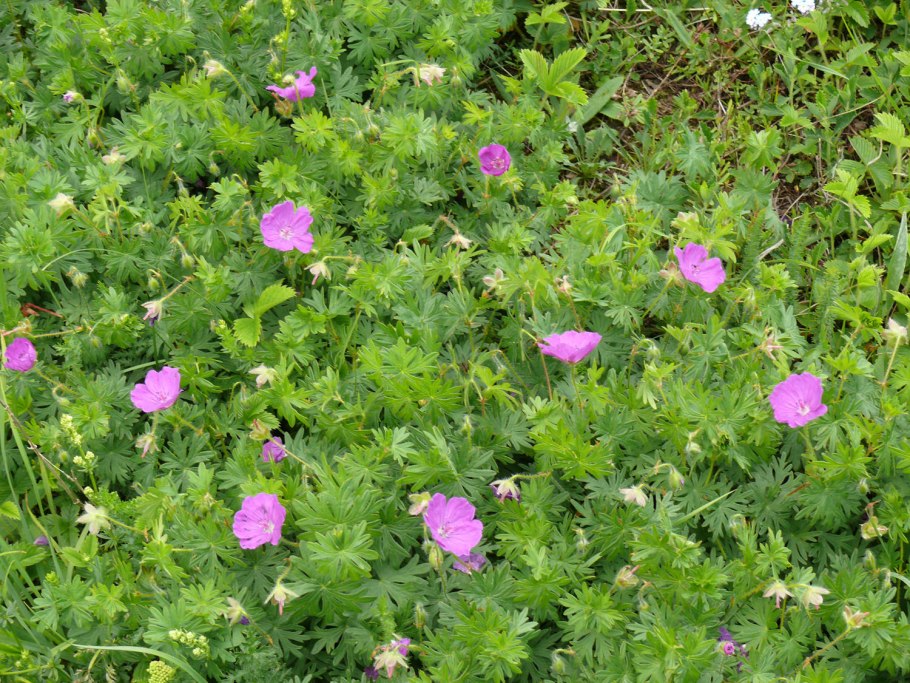 Лесная герань чай