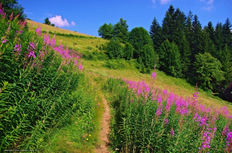Тропинка в цветах
