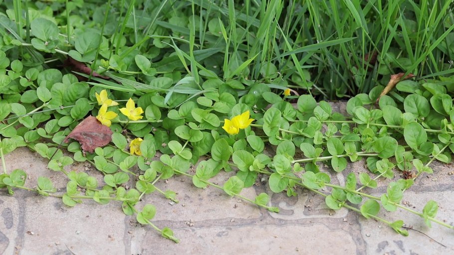 Иван-чай узколистный