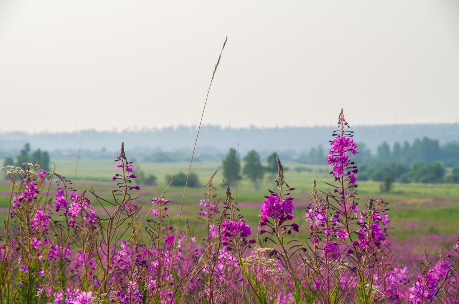Кипрей мелкоцветный