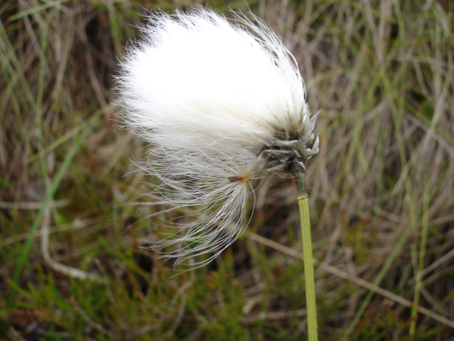 Пушица влагалищная Eriophorum vaginatum