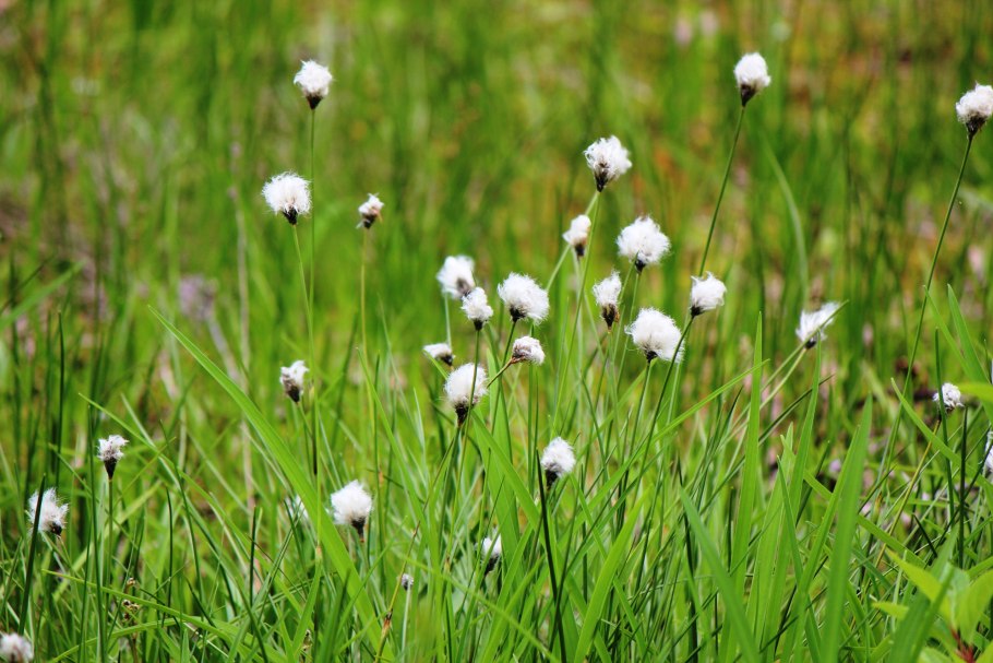 Пушица влагалищная Eriophorum vaginatum