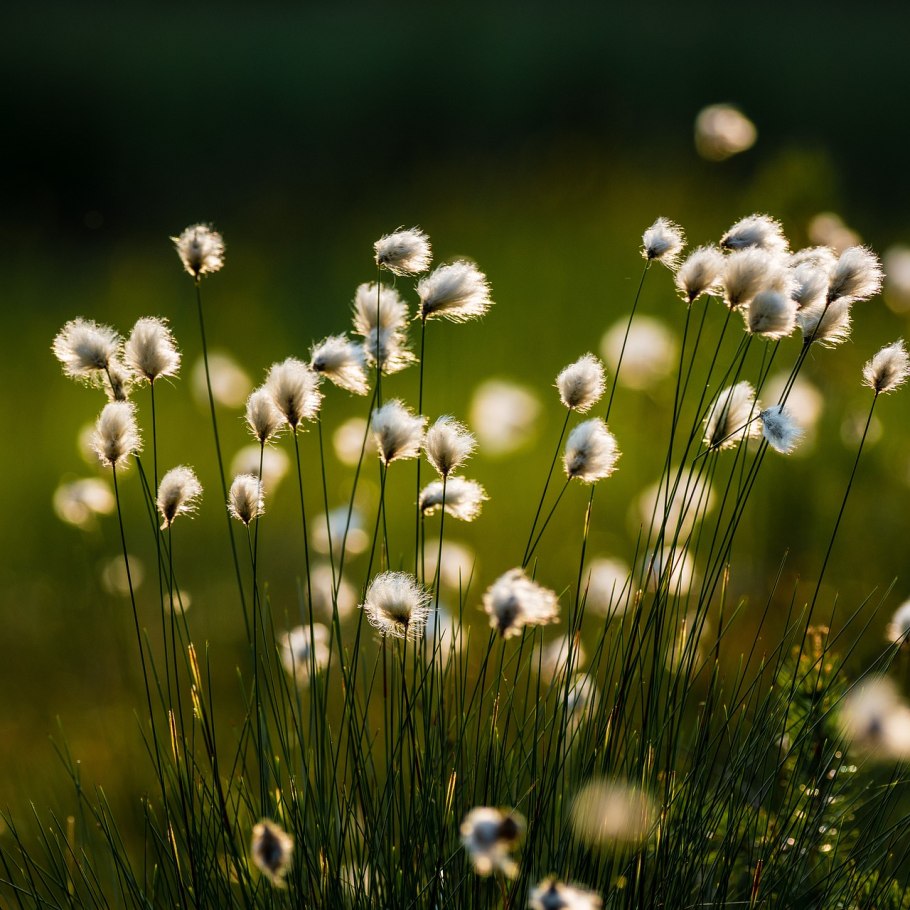 Пушица Шейхцера (Eriophorum scheuchzeri)