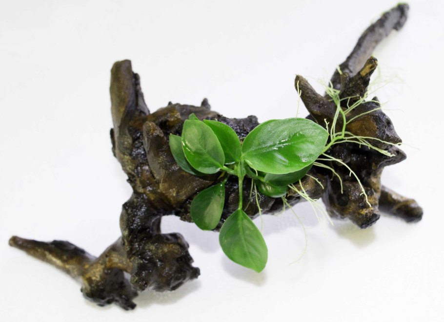 Анубиас Хастифолия