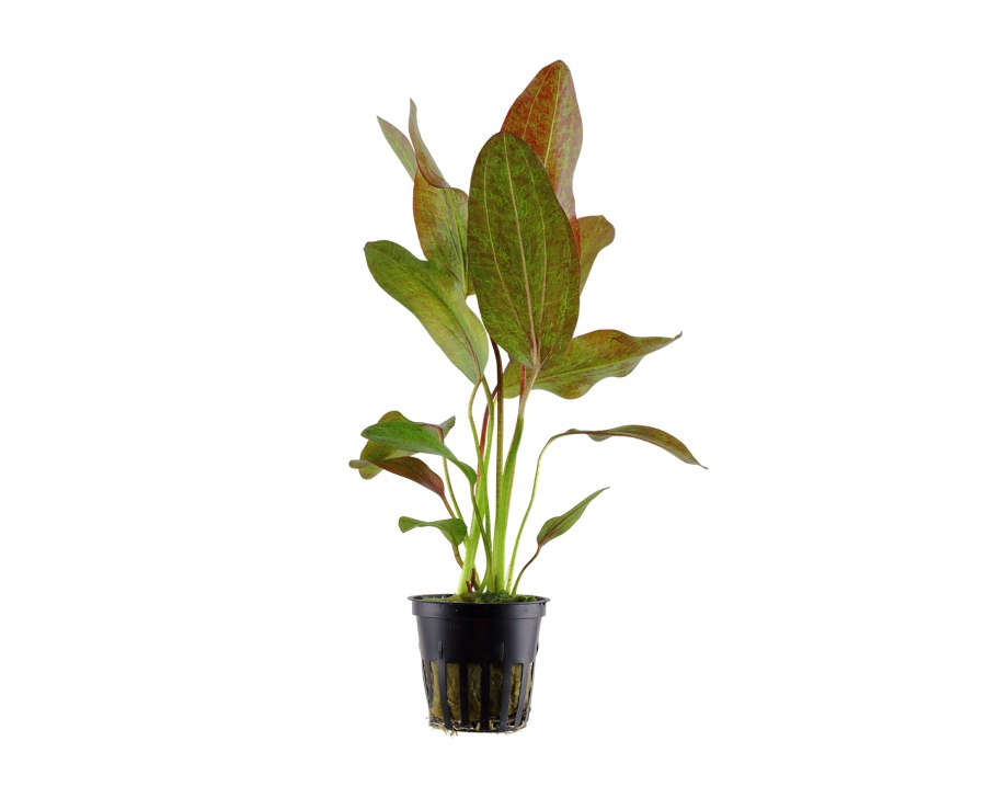 Anubias species 'short & Sharp'