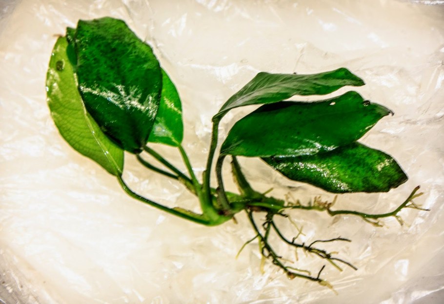 Анубиас long Leaf,