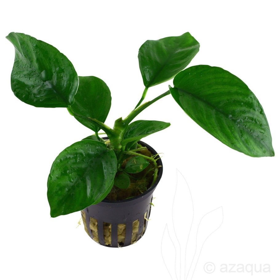 Анубиас каладифолия (Anubias barteri var. Caladiifolia)