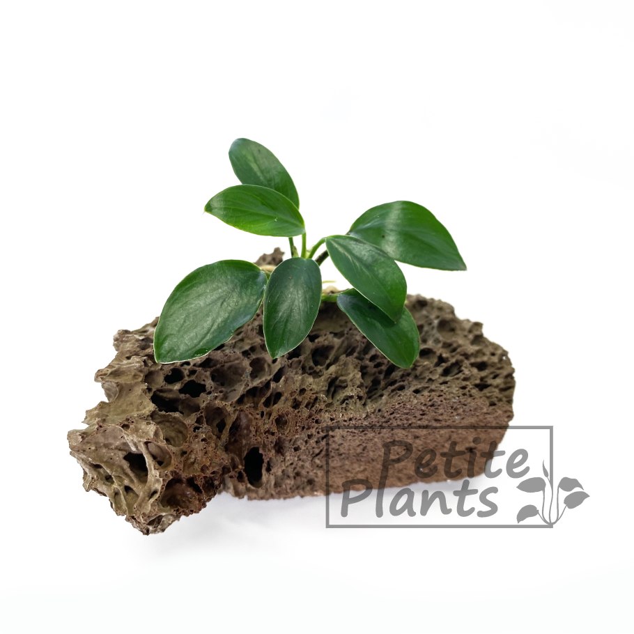 Эхинодорус физалис