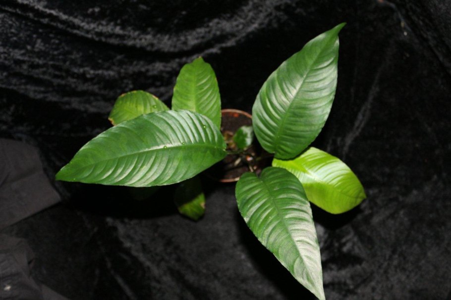 Анубиас разнолистный