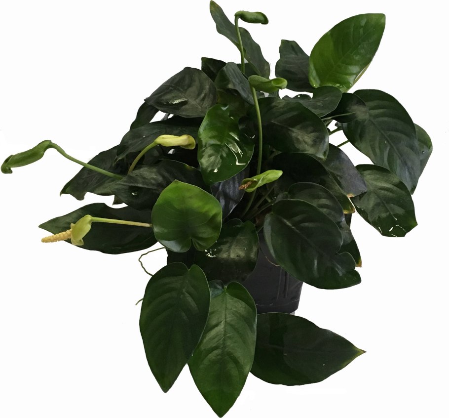 Microsorum Pteropus "Sunrise"