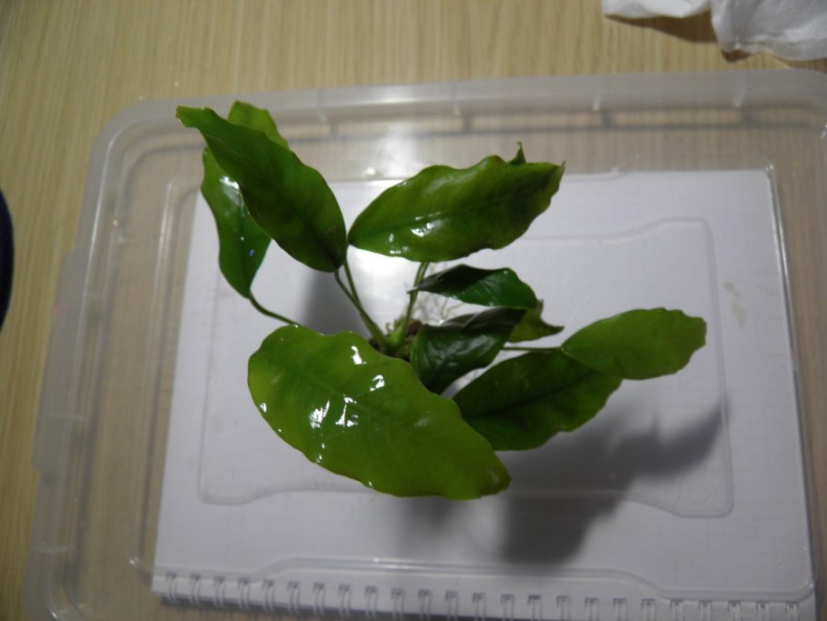 Anubias SP. Elepticus