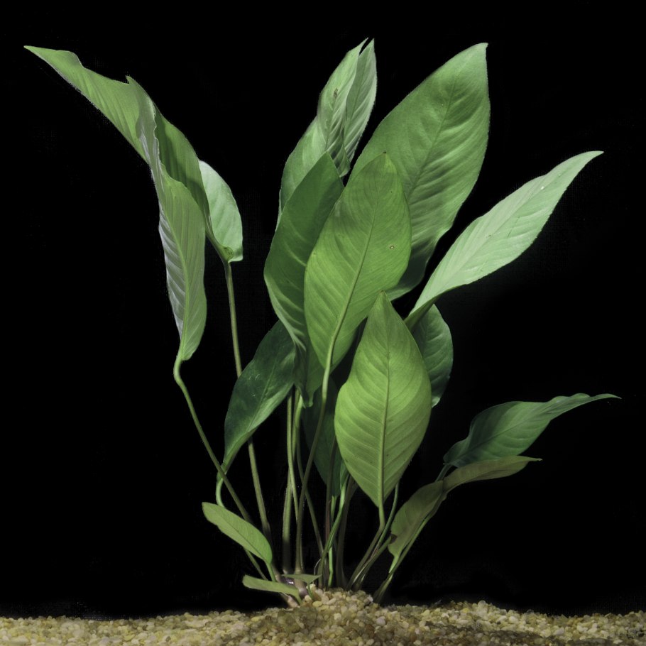 К чему можно прикрепить анубиас