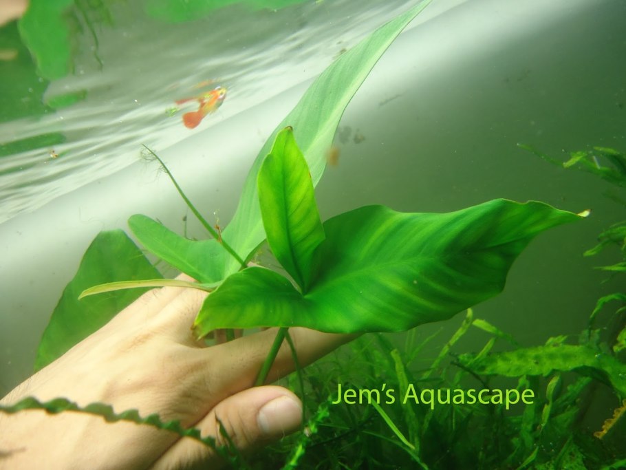 Анубиас Нана Криптокорина