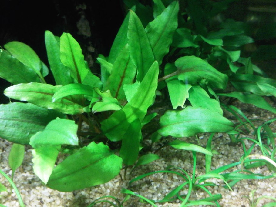 Анубиас разнолистный (Anubias heterophylla)