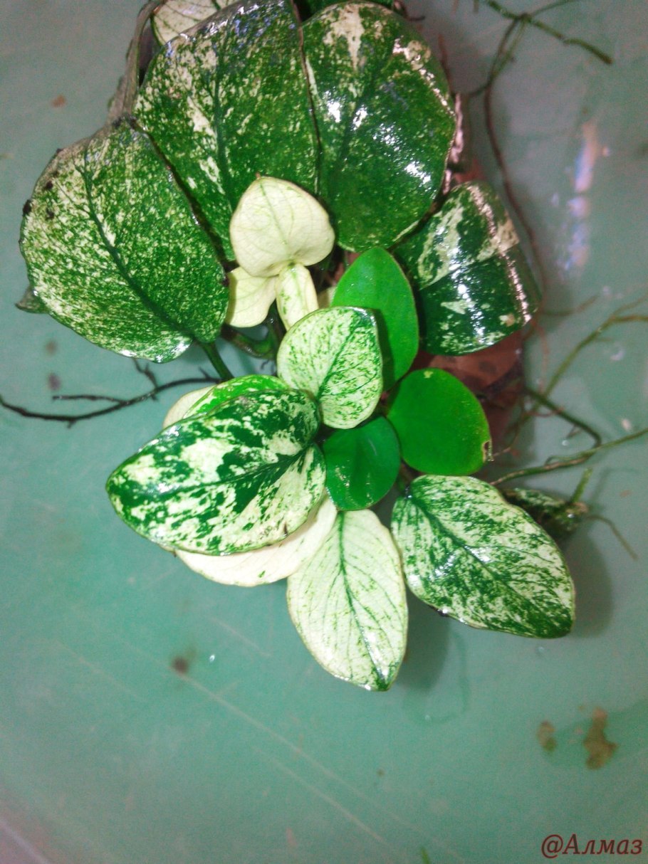 Анубиас Нана Марбл (мраморный)