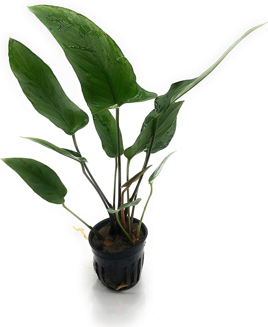 Анубиас кофейнолистный