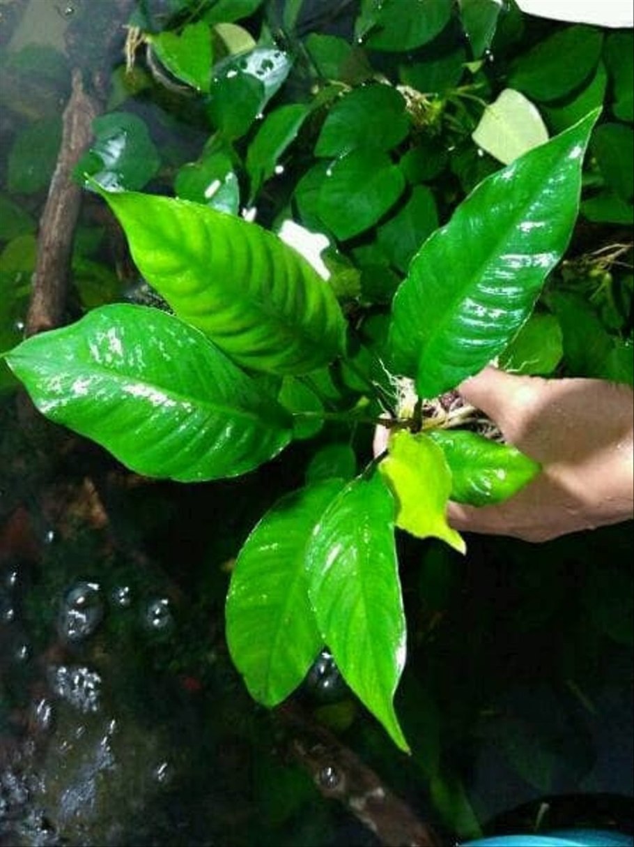 Анубиас разнолистный