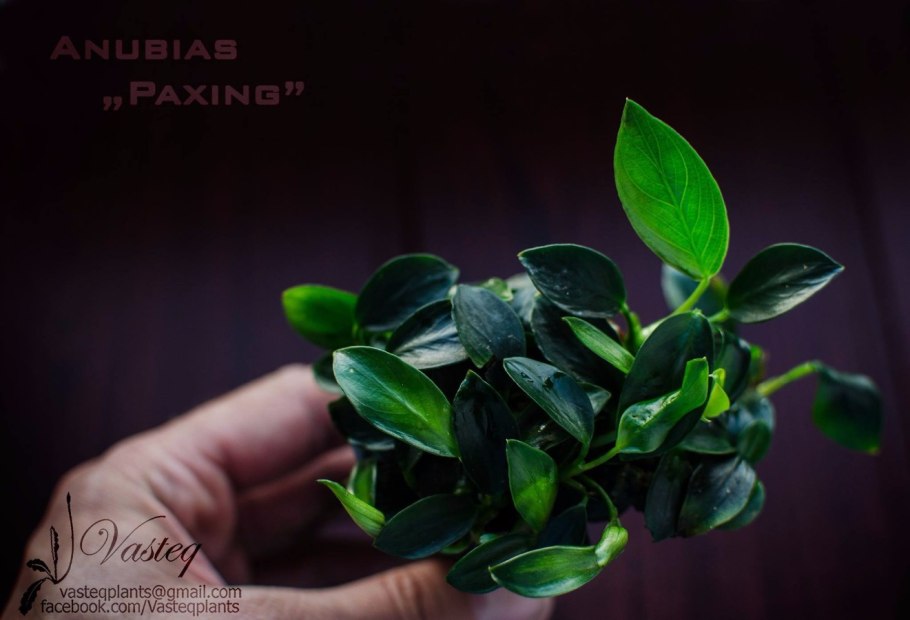Анубиас Паксинг компакт