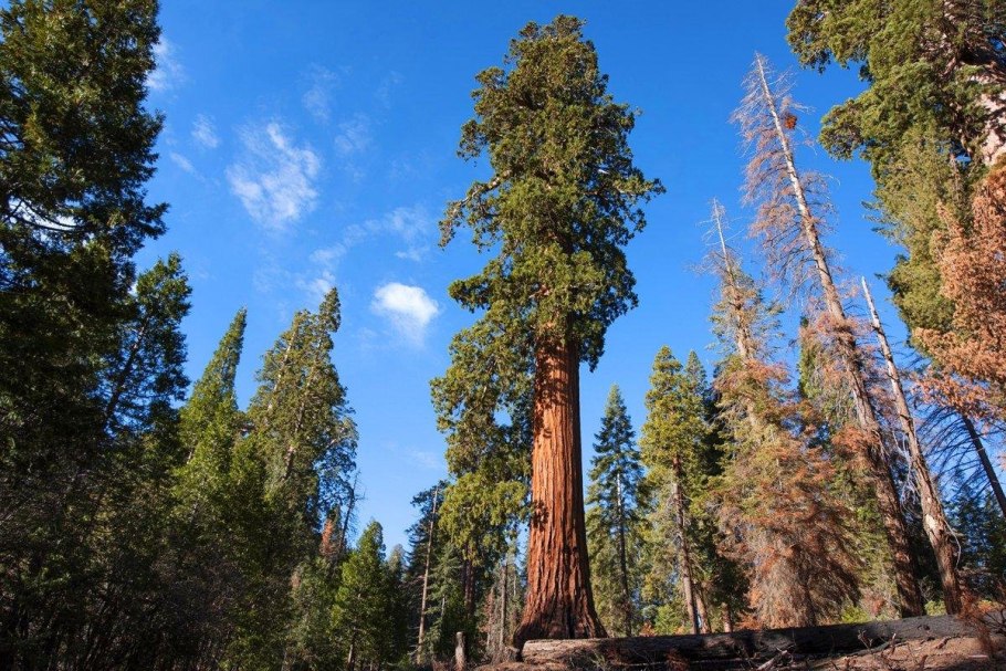 Секвойи (Sequoia sempervirens)