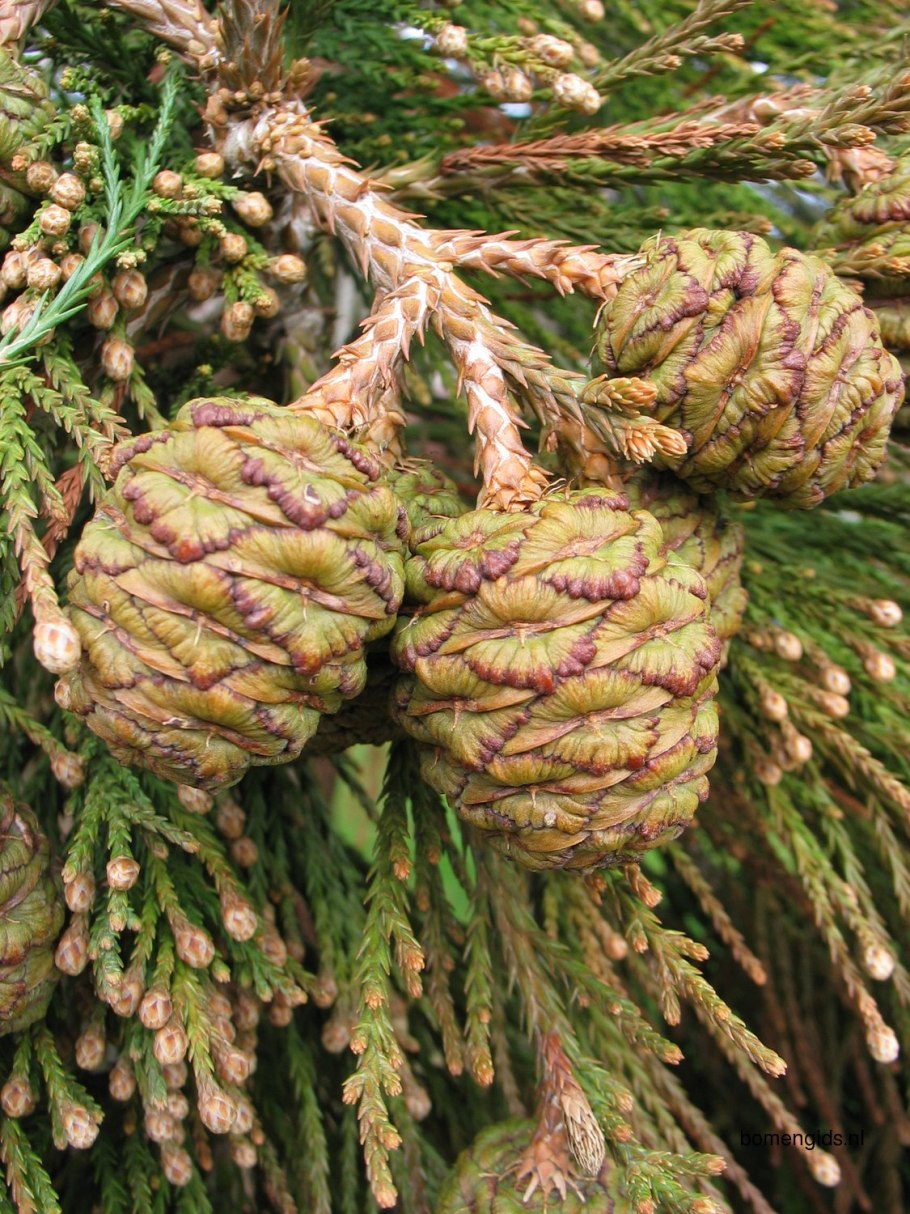 Секвойядендрон генерал Шерман