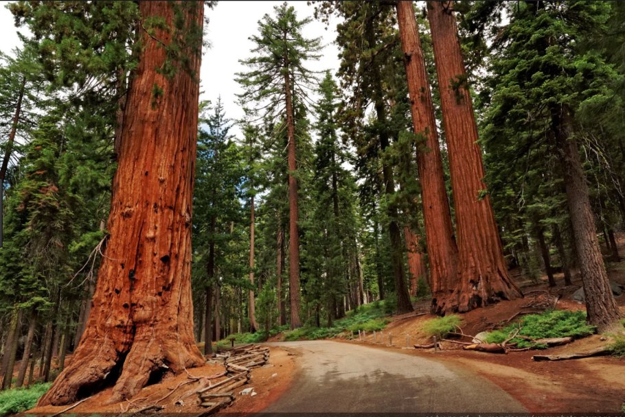 Деревья Секвойя в Северной Америке