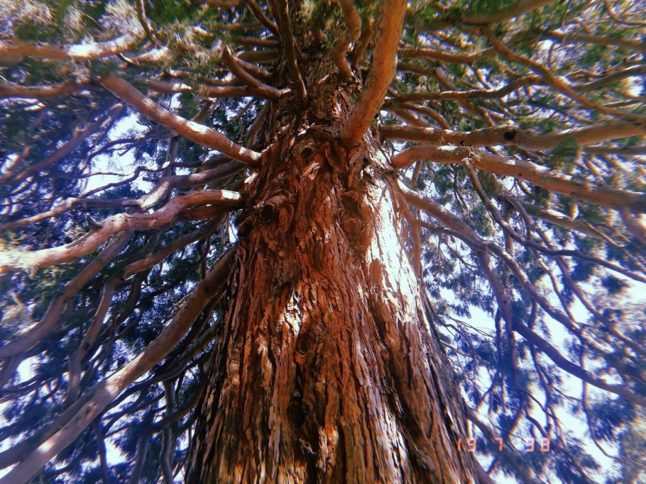 Секвойя вечнозелёная