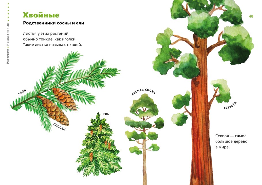 Секвойя президент в национальном парке Секвойя США