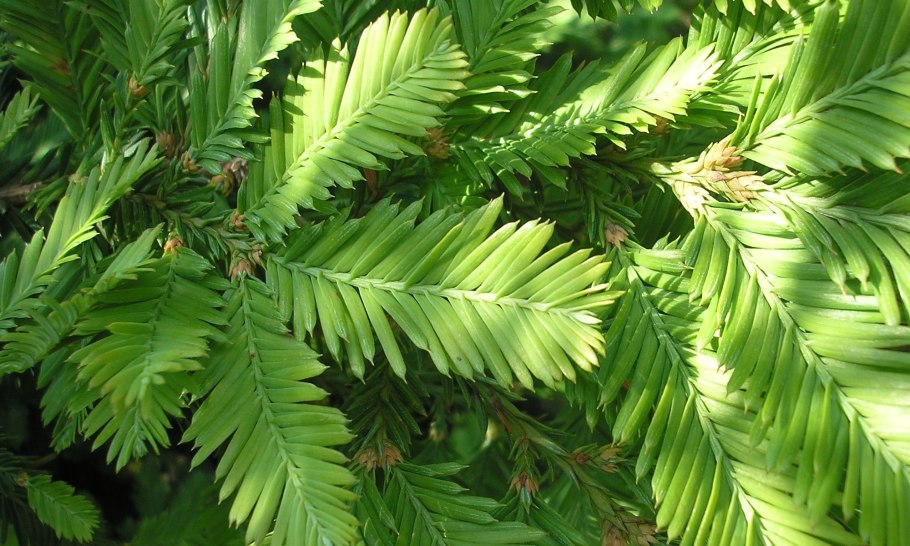 Секвойя вечнозелёная