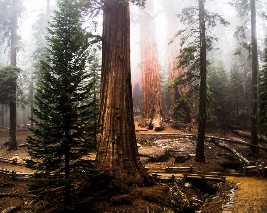 Секвойя вечнозелёная