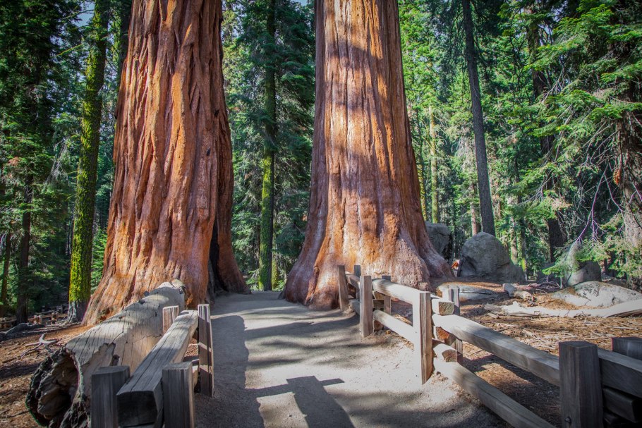 Гигантская Секвойя генерал Шерман