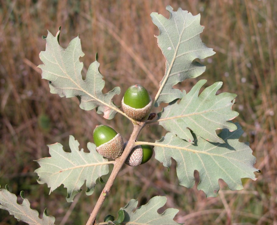 Quercus petraea ареал