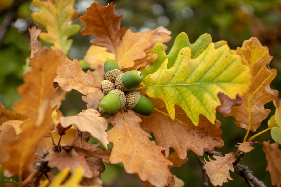 Дуб пушистый Quercus pubescens