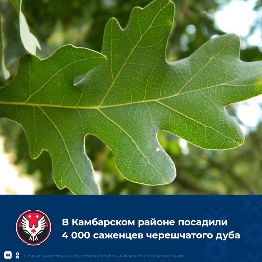 Quercus Robur лист