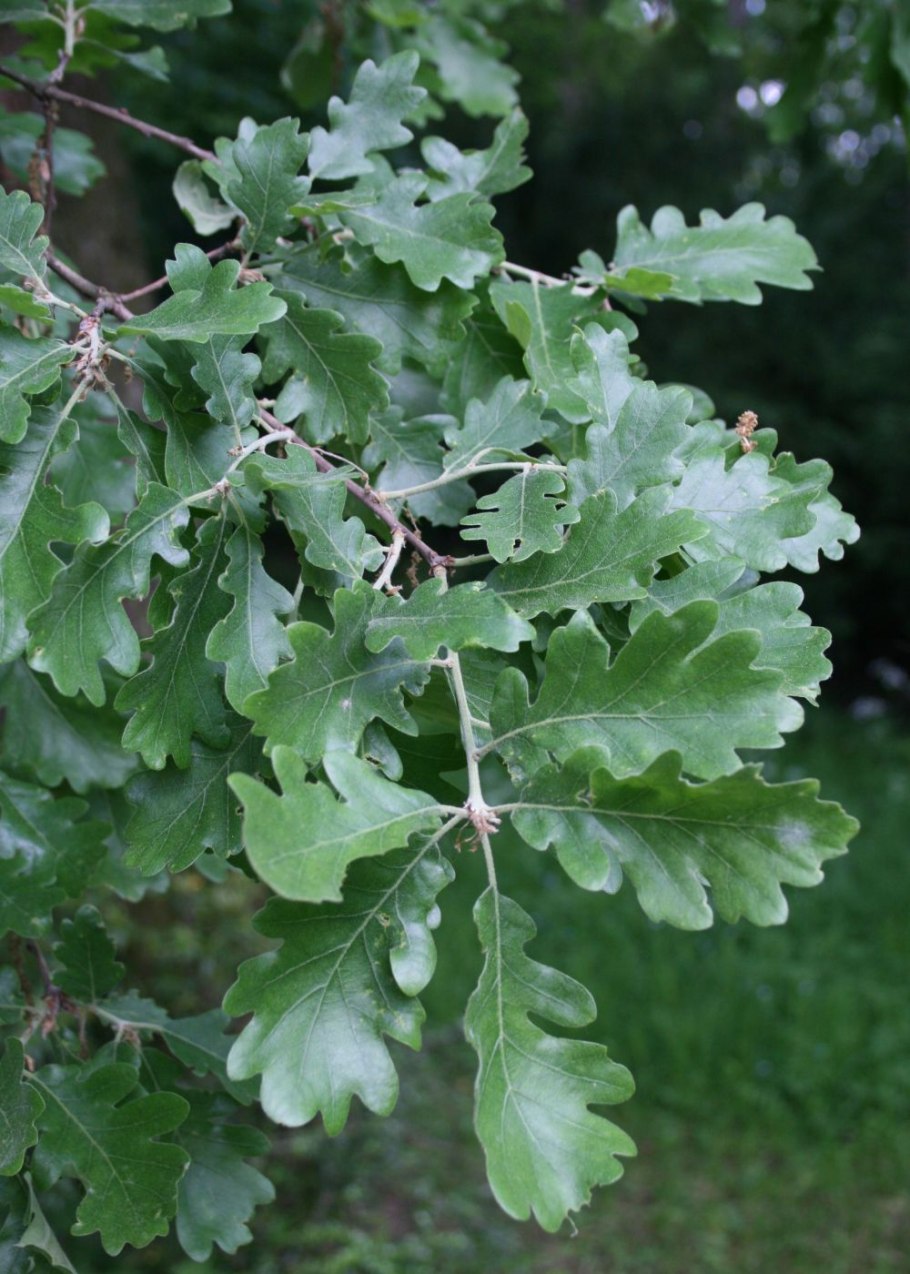 Quercus petraea