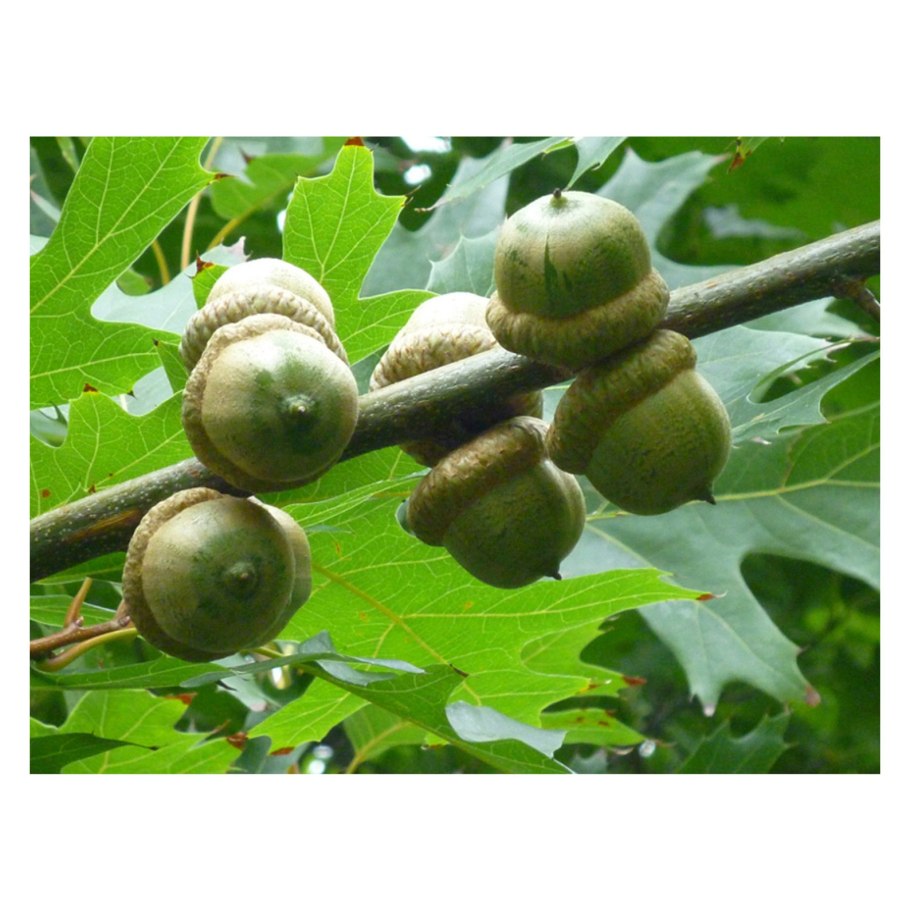 Дуб скальный (Quercus petraea)